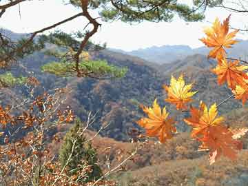 石山镇棚最新消息,石山镇棚最新消息与一段温馨的友情故事